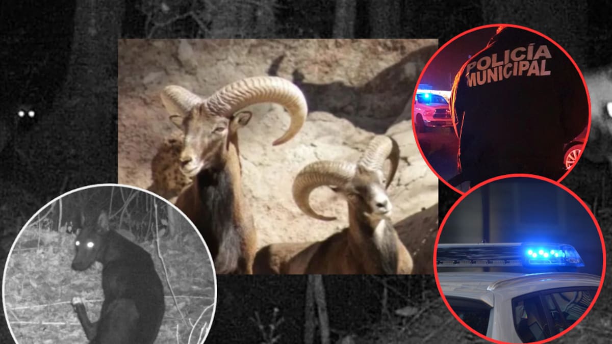 Zoológico de León bajo sospecha: borregos muertos, lobos fugados y denuncias de negligencia desatan auditorías e intervención policial la alcaldesa sospecha “dolo” dentro del parque