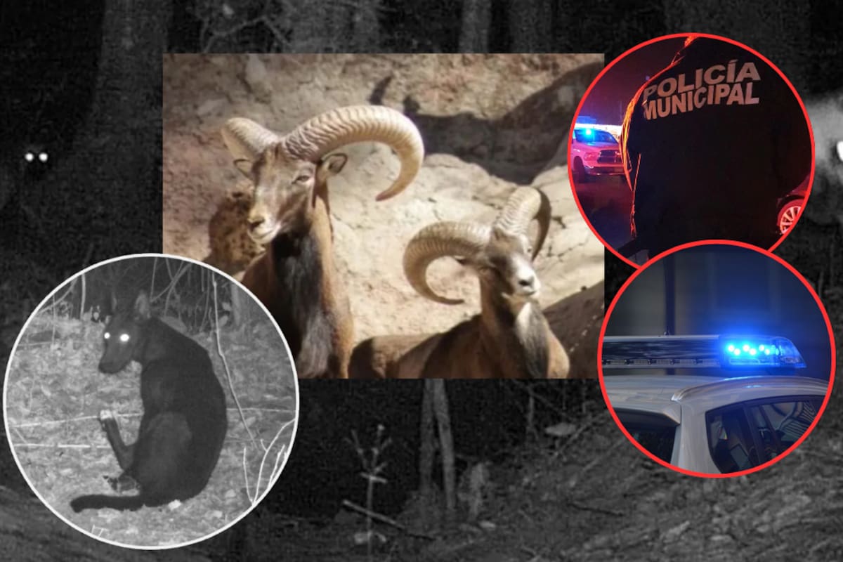 Zoológico de León bajo sospecha: borregos muertos, lobos fugados y denuncias de negligencia desatan auditorías e intervención policial la alcaldesa sospecha “dolo” dentro del parque