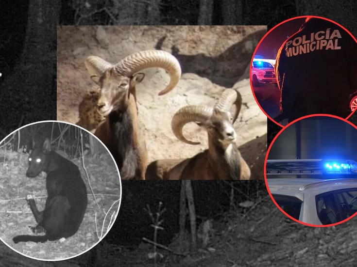 Zoológico de León bajo sospecha: borregos muertos, lobos fugados y denuncias de negligencia desatan auditorías e intervención policial la alcaldesa sospecha “dolo” dentro del parque