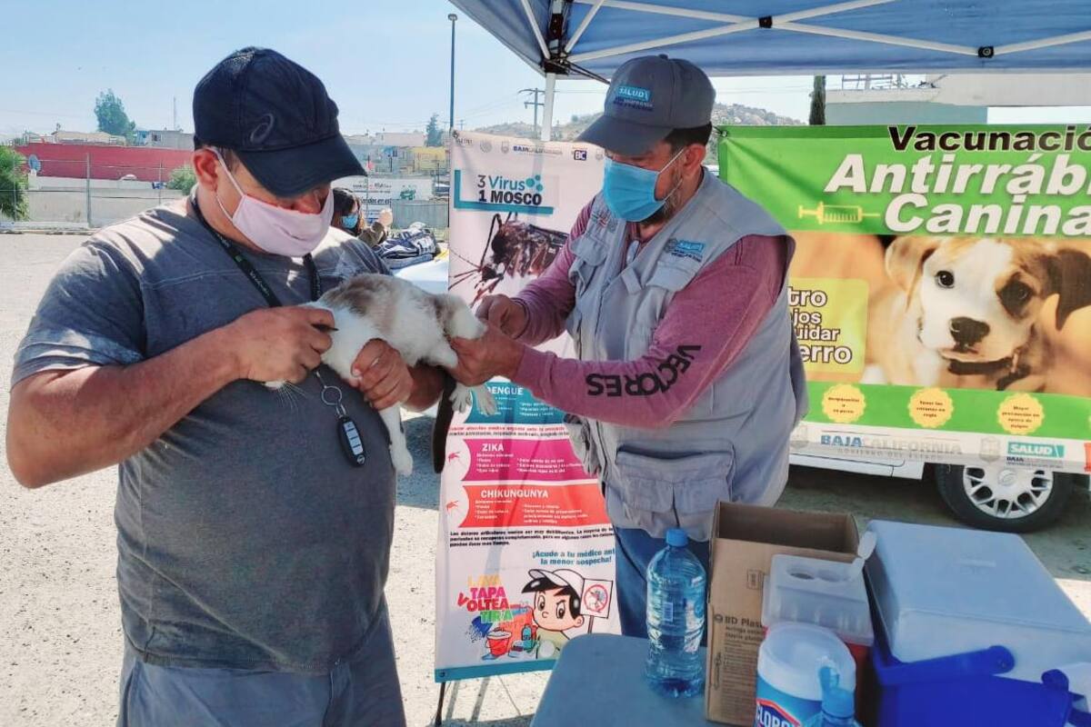 Arranca en BC campaña de vacunación antirrábica