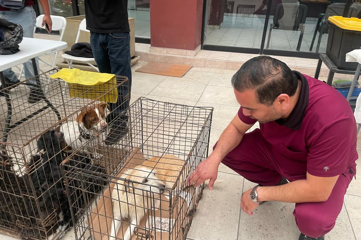 Vive perrera municipal de Rosarito situación compleja