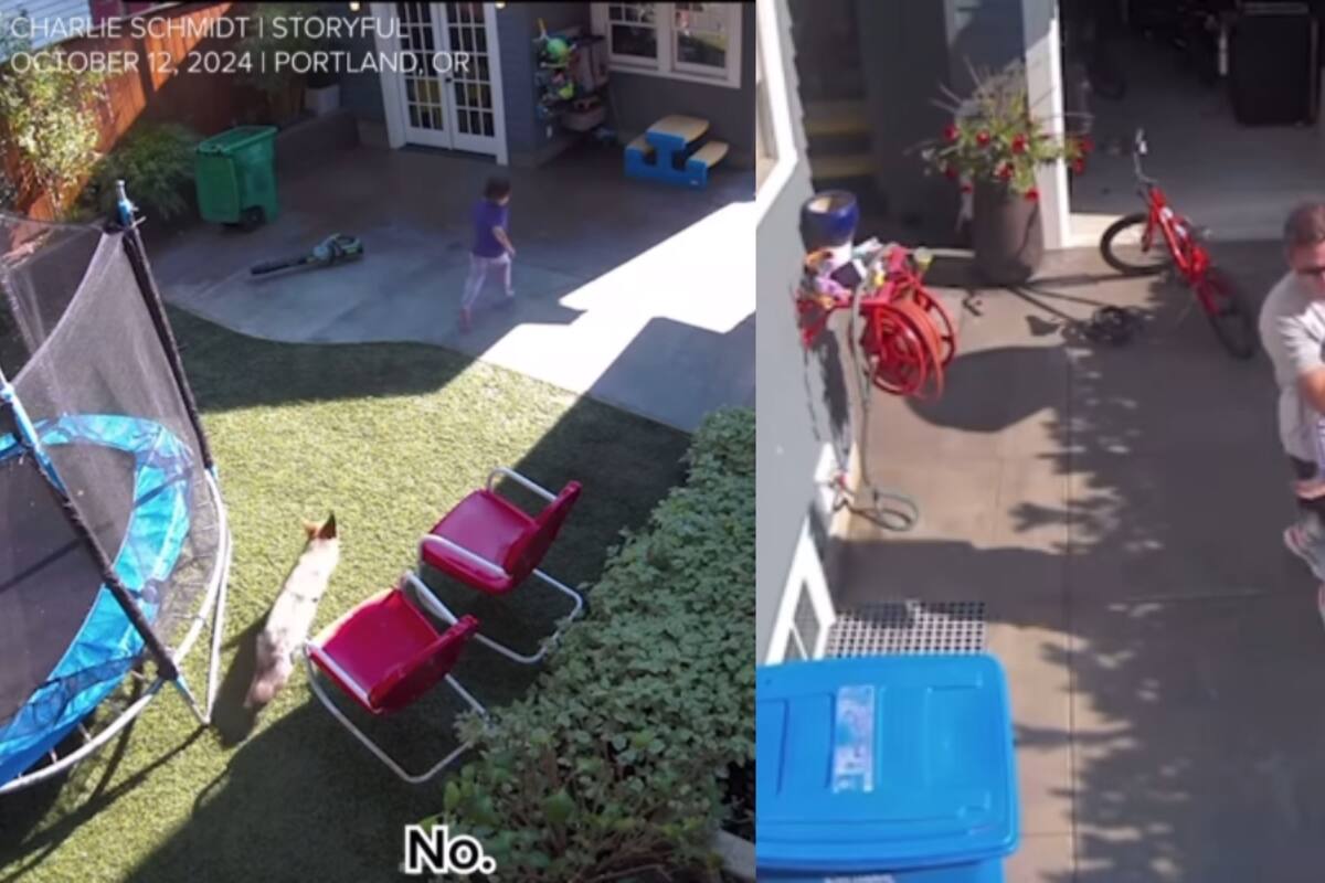 “¡Papá hay un coyote!.”: Coyote se mete a la casa de una familia y los ahuyenta a todos