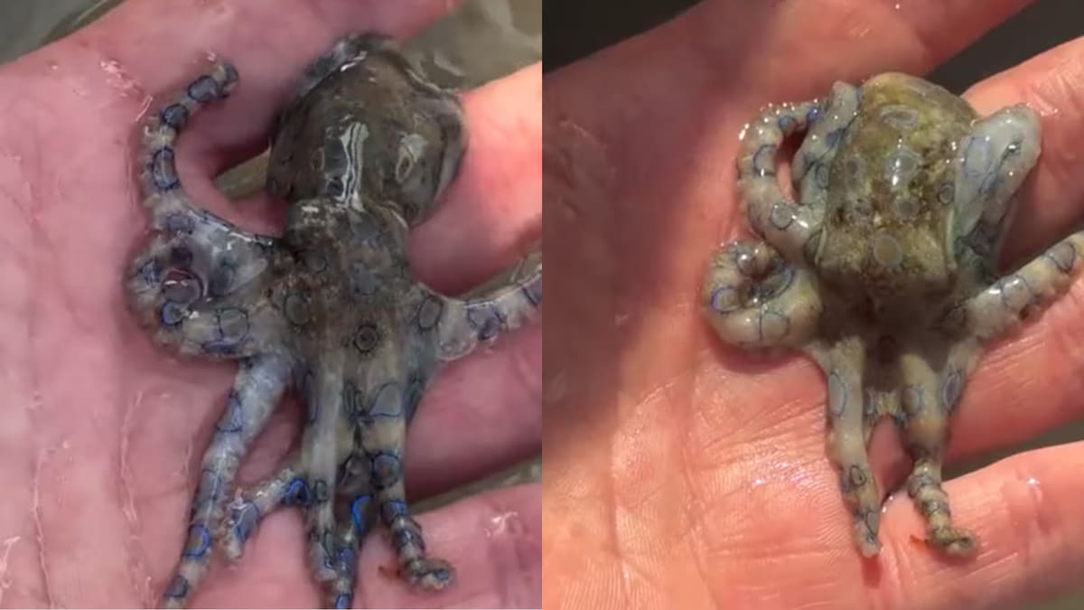 Turista británico manipula un pulpo de anillos azules en Filipinas y el video se vuelve viral