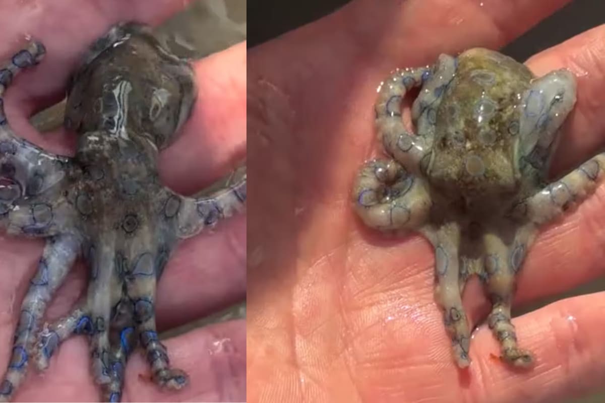 Turista británico manipula un pulpo de anillos azules en Filipinas y el video se vuelve viral