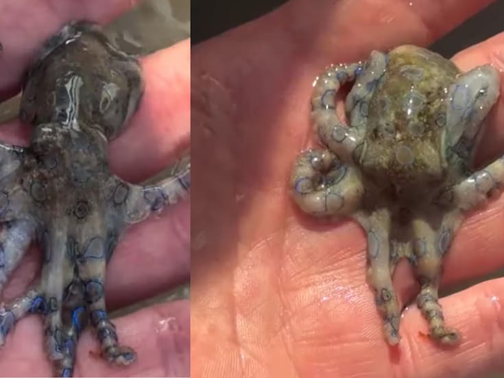 Turista británico manipula un pulpo de anillos azules en Filipinas y el video se vuelve viral