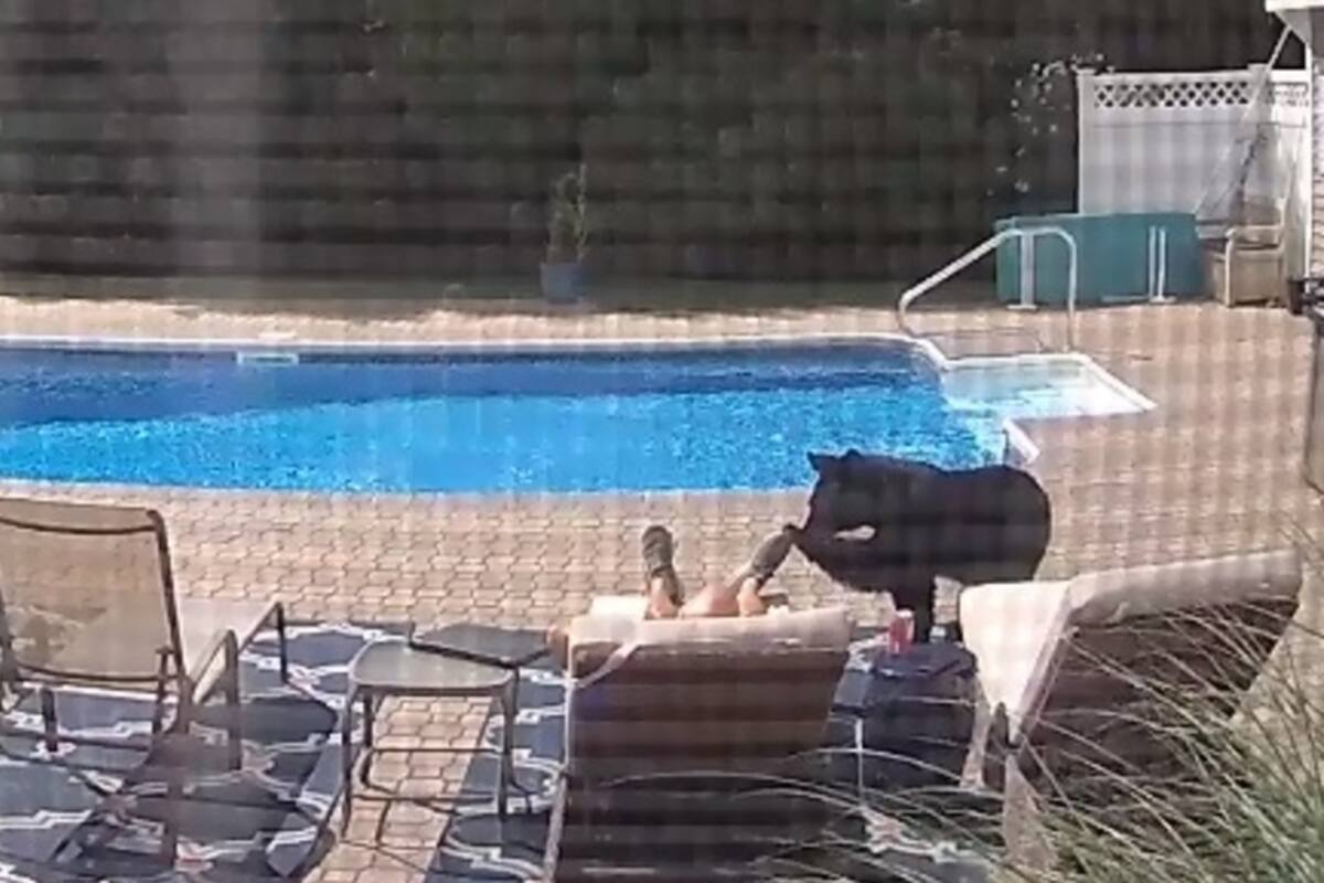 Oso entra a una casa y despierta a hombre que dormía junto a una alberca