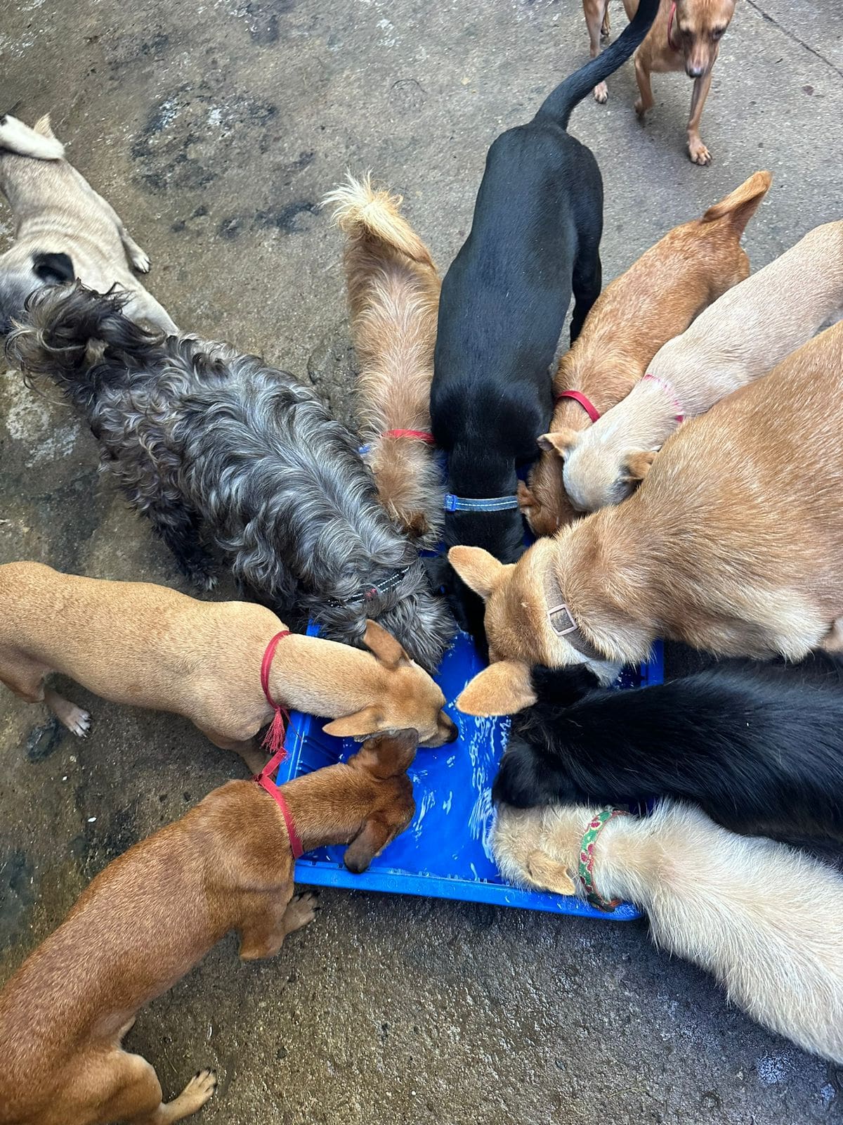 Patricia Sandoval enfrenta problemas cardíacos mientras mantiene el cuidado de más de 200 perros rescatados en Tijuana. Foto: Cortesía