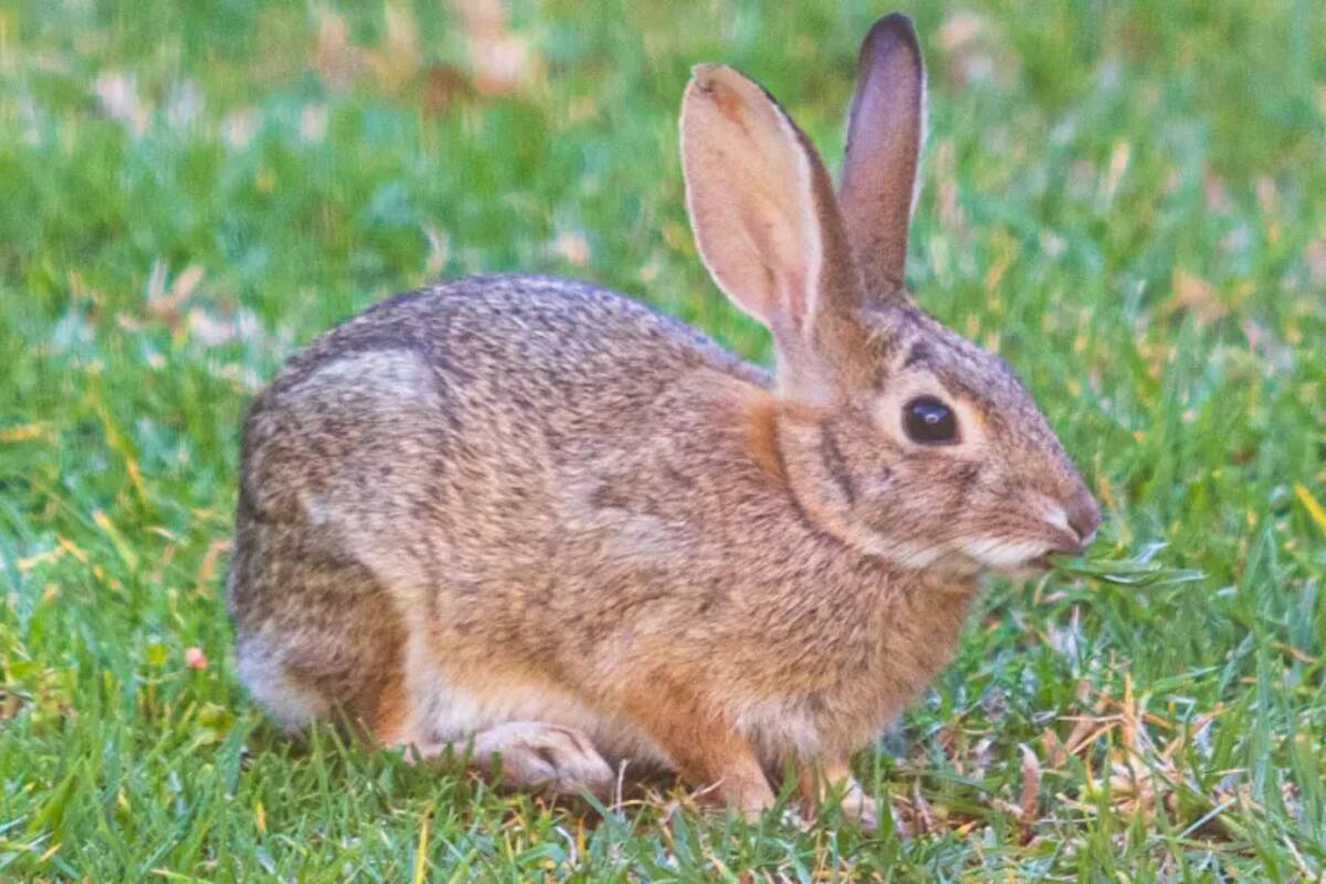 Peligroso virus mata repentinamente a conejos y liebres en Carolina del Sur