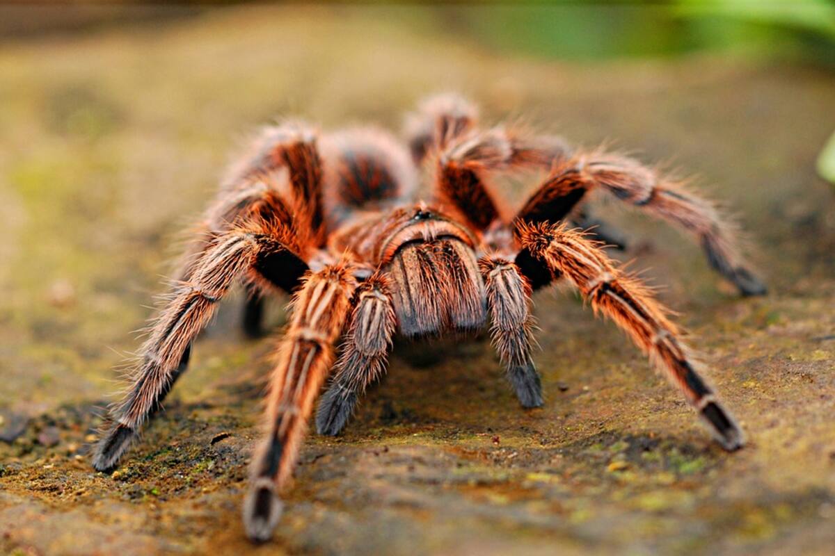 Araña se cuela en la grabación de una cámara de tráfico