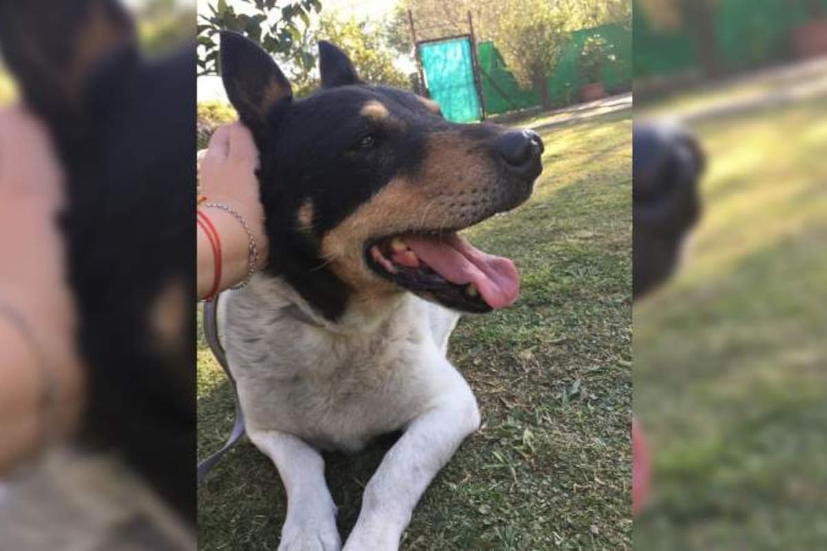 Toto esperó a su dueño en el lugar donde este se quitó la vida