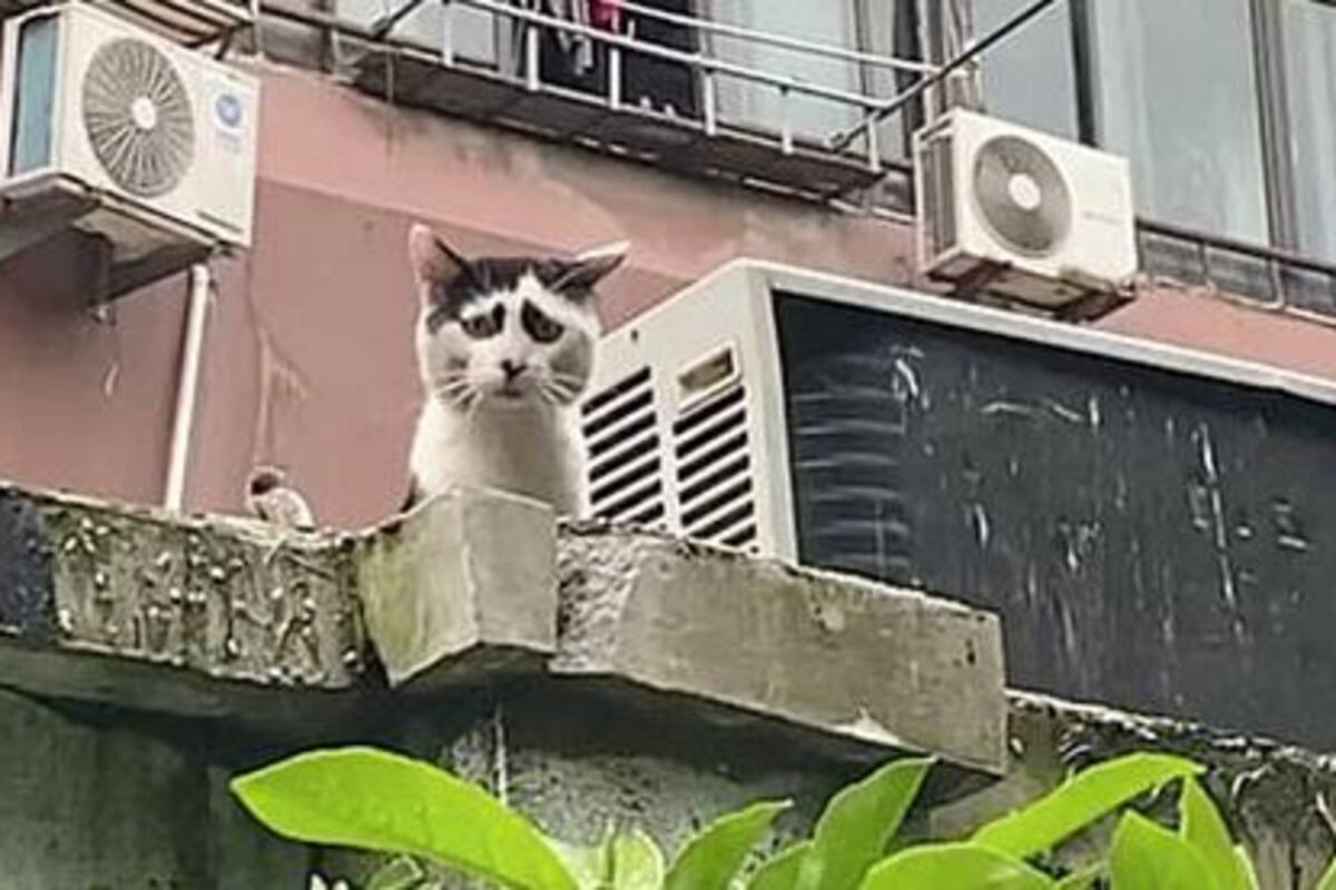 Gato enternece redes sociales, por su aspecto triste