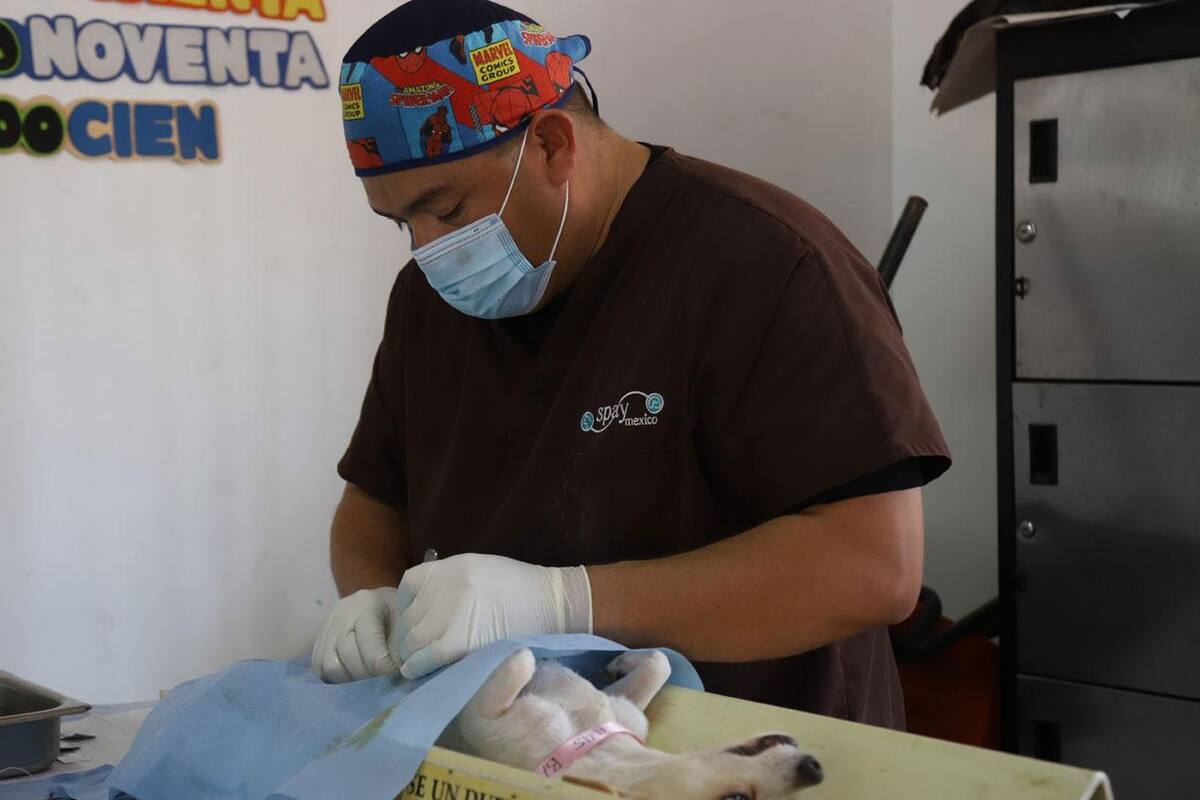 Esterilización evita propagación de mascotas