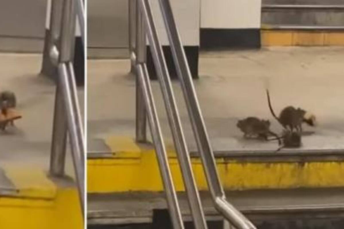 VIDEO: Rata roba pedazo de pizza y la comparte con su “familia”, ¿eres tú, Remy?