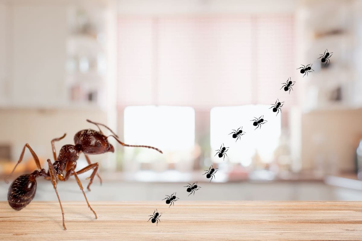 Especialistas explican por qué las hormigas invaden la cocina, qué las atrae, si representan un riesgo para la salud y cómo evitar que se conviertan en una plaga.