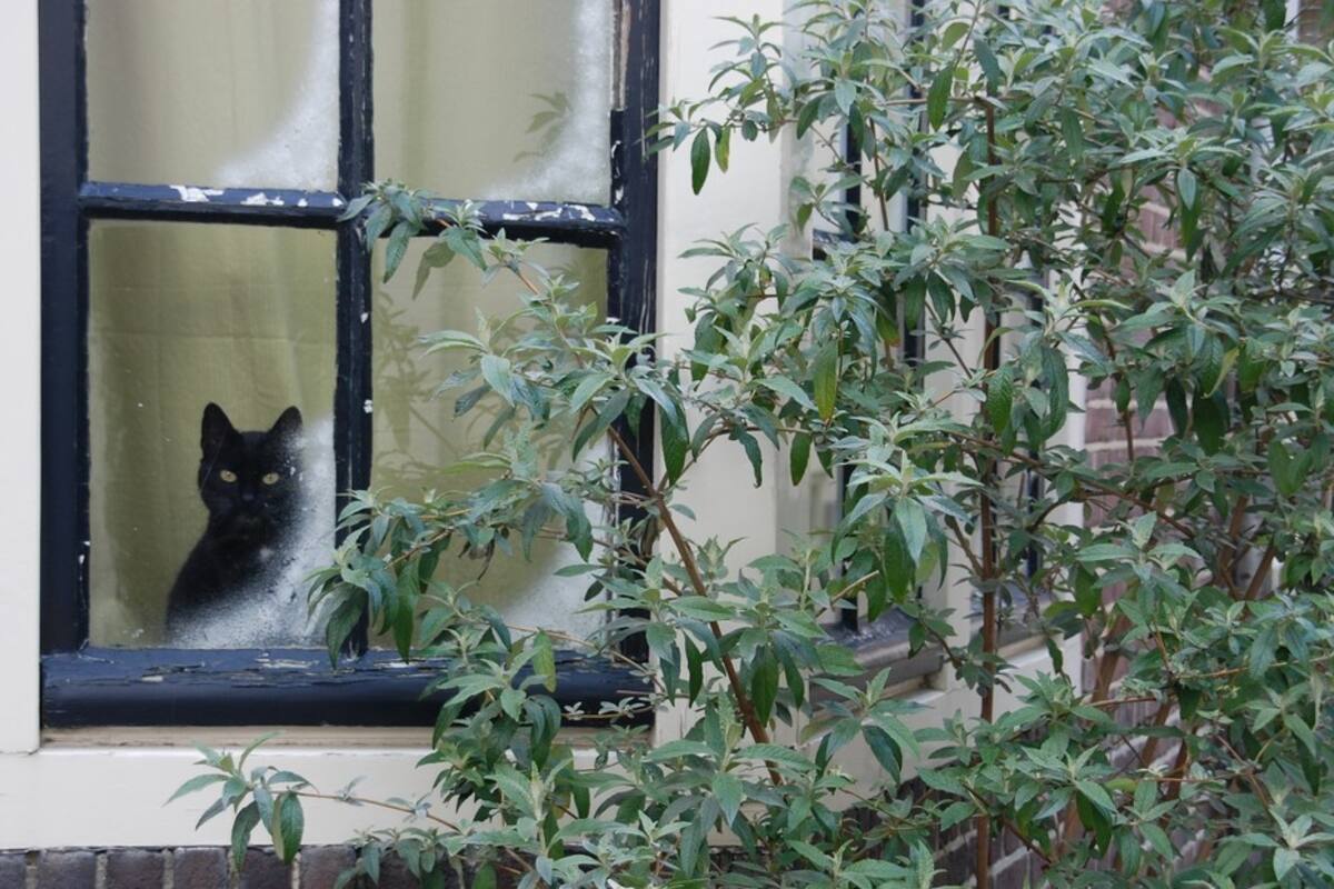 Estudio revela que los gatos sufren de ansiedad al separarse de sus dueños