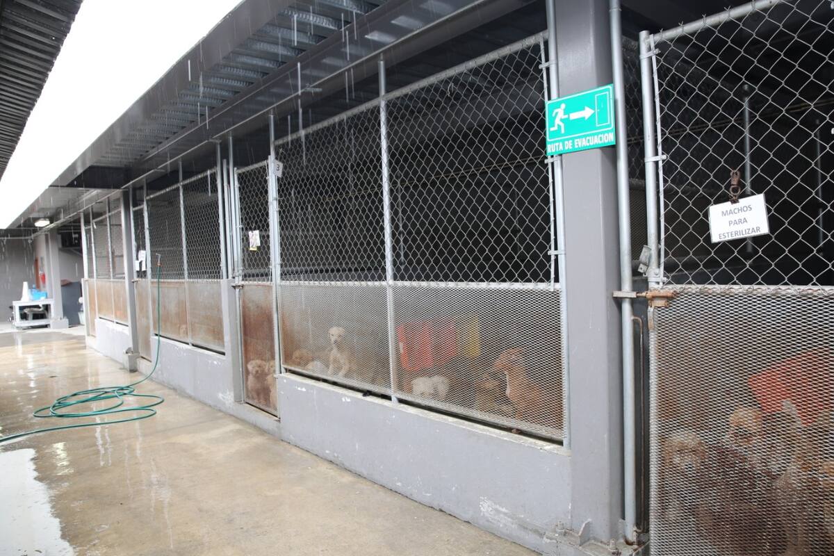 Atienden al mes 300 víctimas de mordeduras