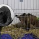 Osa Mina muere en Hidalgo tras nueve meses de cuidado especializado; Profepa ya sancionó al zoológico donde vivía antes