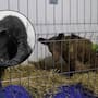 Osa Mina muere en Hidalgo tras nueve meses de cuidado especializado; Profepa ya sancionó al zoológico donde vivía antes