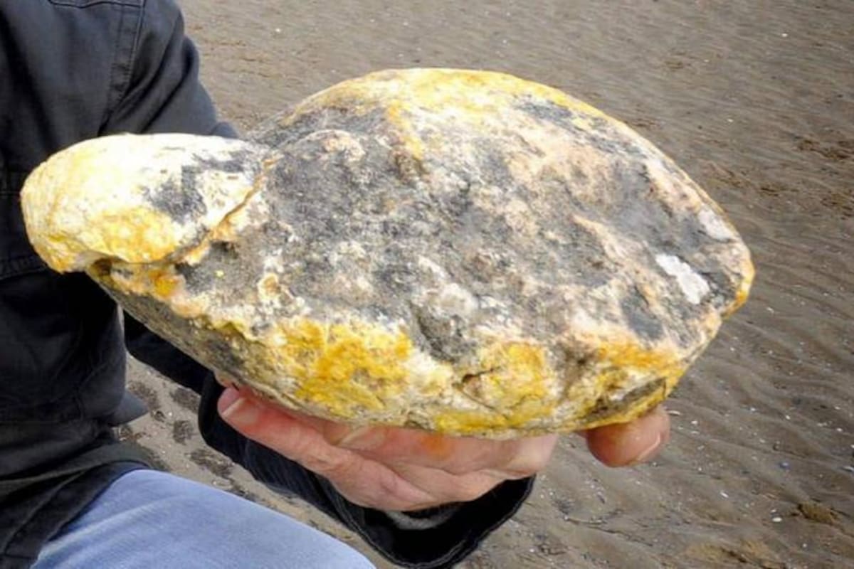 Mujer tropieza con vómito de cachalote en la playa y se vuelve millonaria