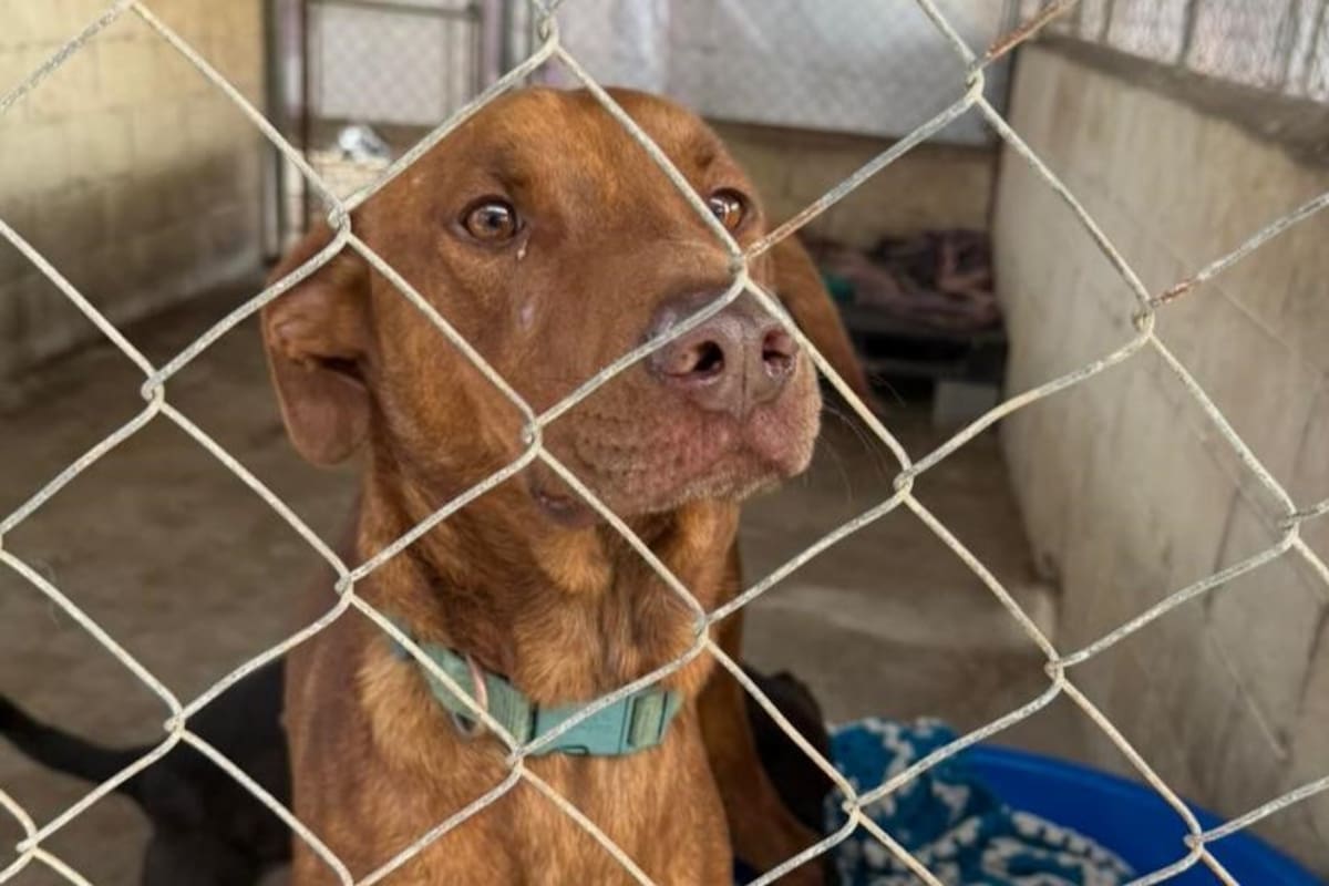 La comunidad se une para proteger a los animales del frío invernal en Rosarito