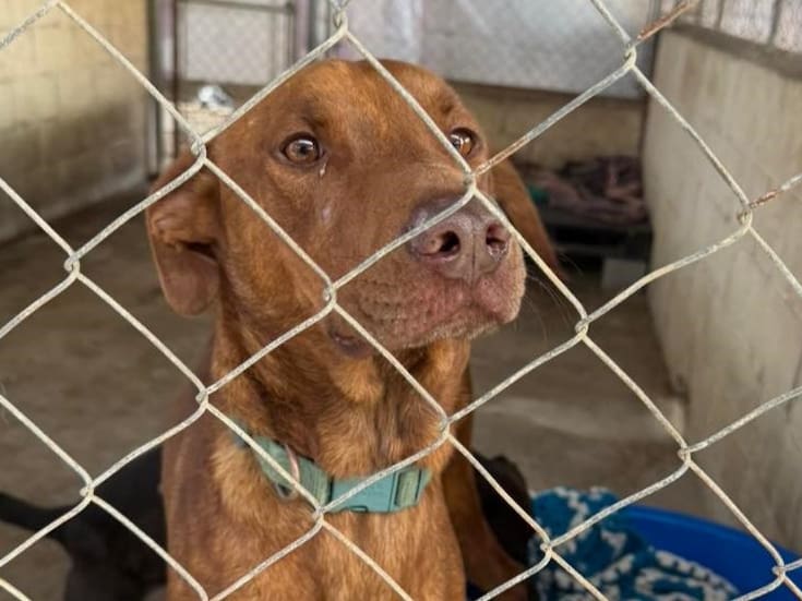 La comunidad se une para proteger a los animales del frío invernal en Rosarito