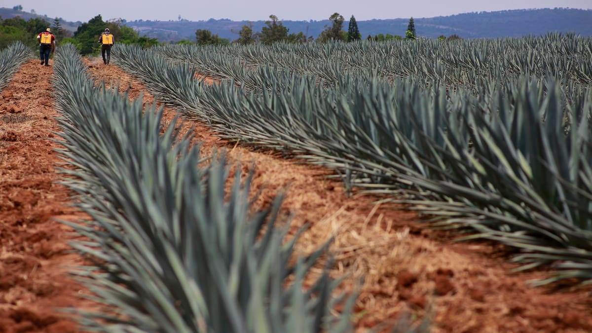 Emiratos Árabes Unidos reconoce la Denominación de Origen Tequila y se convierte en el país número 58 en proteger legalmente la bebida mexicana, un logro que fortalece su resguardo internacional y consolida un mercado clave