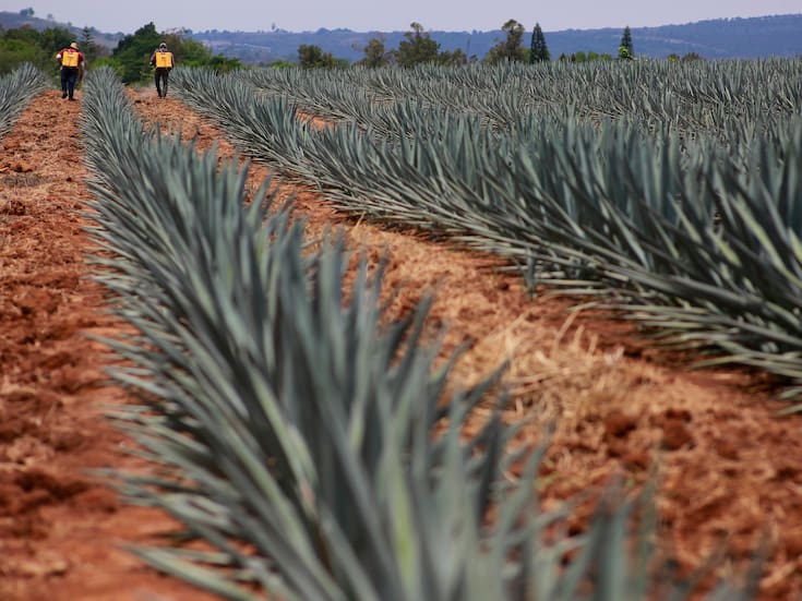 Emiratos Árabes Unidos reconoce la Denominación de Origen Tequila y se convierte en el país número 58 en proteger legalmente la bebida mexicana, un logro que fortalece su resguardo internacional y consolida un mercado clave