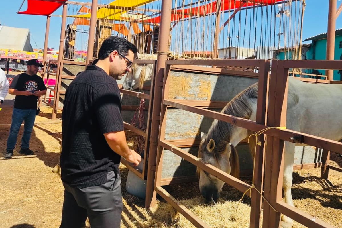 SMADS pide reforzar medidas de bienestar animal en rodeo de las Fiestas del Sol y propone cambiar espectáculos por actividades educativas