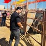 SMADS pide reforzar medidas de bienestar animal en rodeo de las Fiestas del Sol y propone cambiar espectáculos por actividades educativas