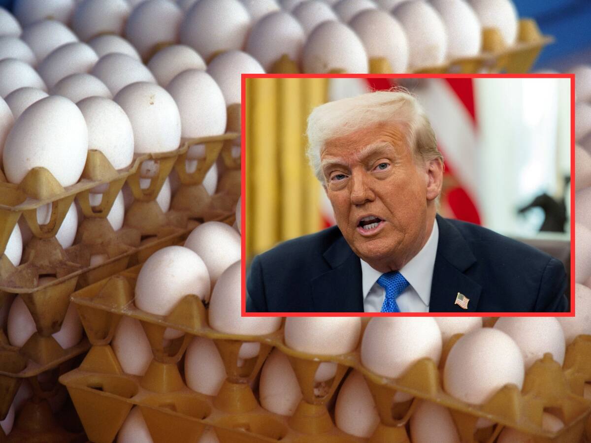 Estados Unidos enfrenta una escasez de huevos por gripe aviar y recurre a importaciones desde Turquía y Corea del Sur. | Crédito: REUTERS/Canva