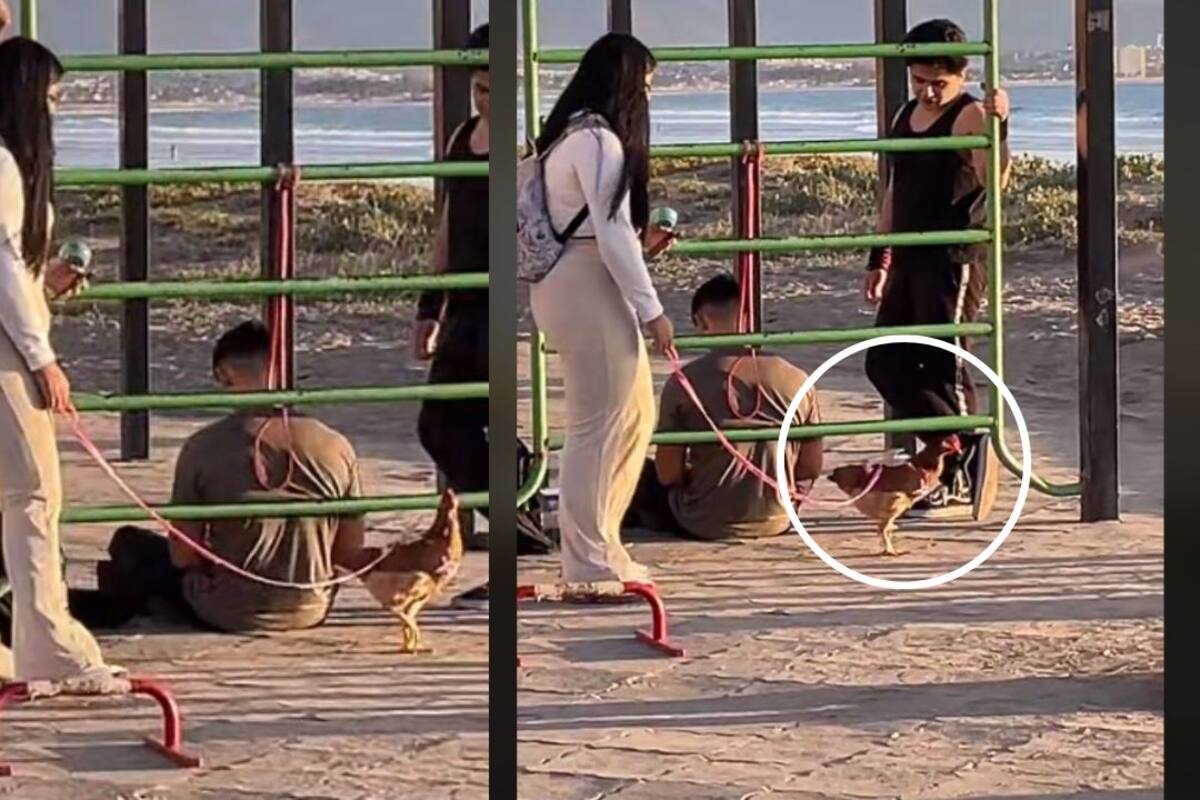 VIDEO: Joven sacó a pasear a su gallina 'con correa'