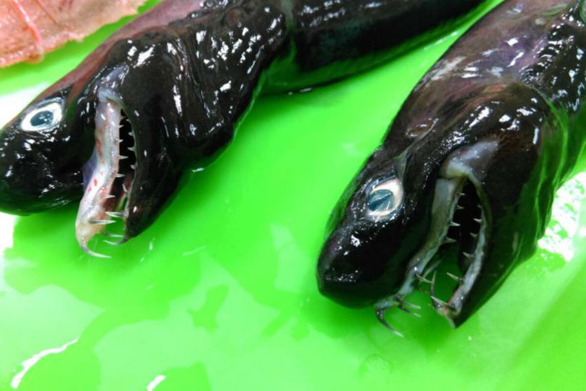 Encuentran tiburón víbora, visto por primera vez hace 34 años