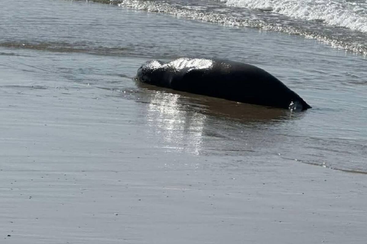 Lobos marinos han muerto por intoxicación en playas de Ensenada
