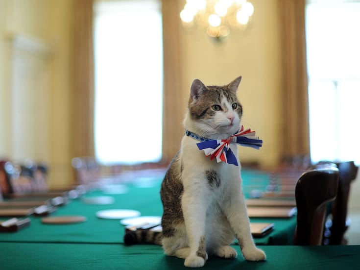 Larry, el jefe ratonero que ha visto pasar a seis primeros ministros británicos, cumple 15 años en el cargo con altos índices de aprobación