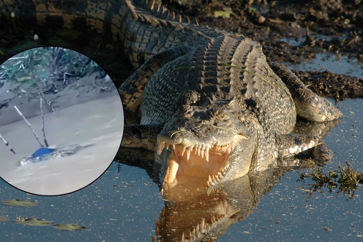VIDEO: Adolescente muere atacado por cocodrilo mientras se lavaba los pies en un río de Indonesia