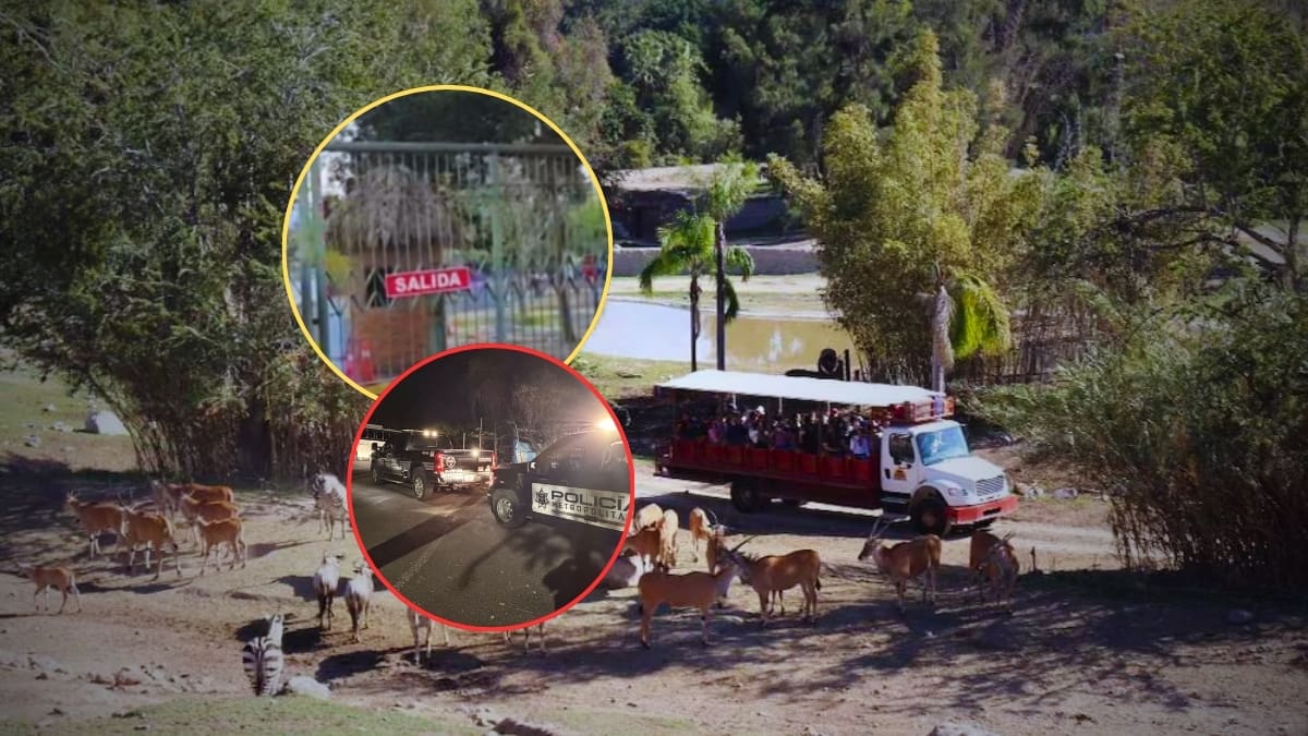 Más de mil turistas durmieron en el Zoológico Guadalajara tras quedar varados por los hechos violentos registrados por el asesinato de “El Mencho”; hay niños y adultos mayores entre los afectados