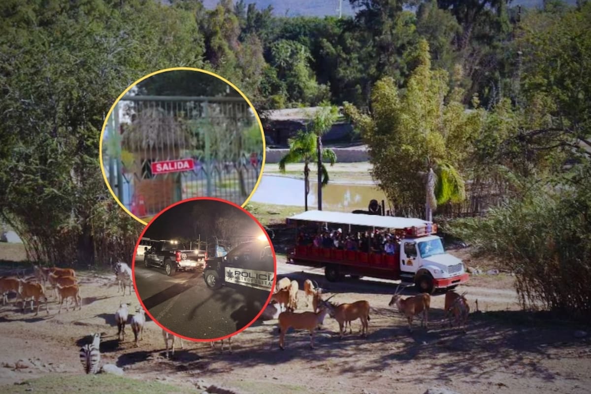 Más de mil turistas durmieron en el Zoológico Guadalajara tras quedar varados por los hechos violentos registrados por el asesinato de “El Mencho”; hay niños y adultos mayores entre los afectados
