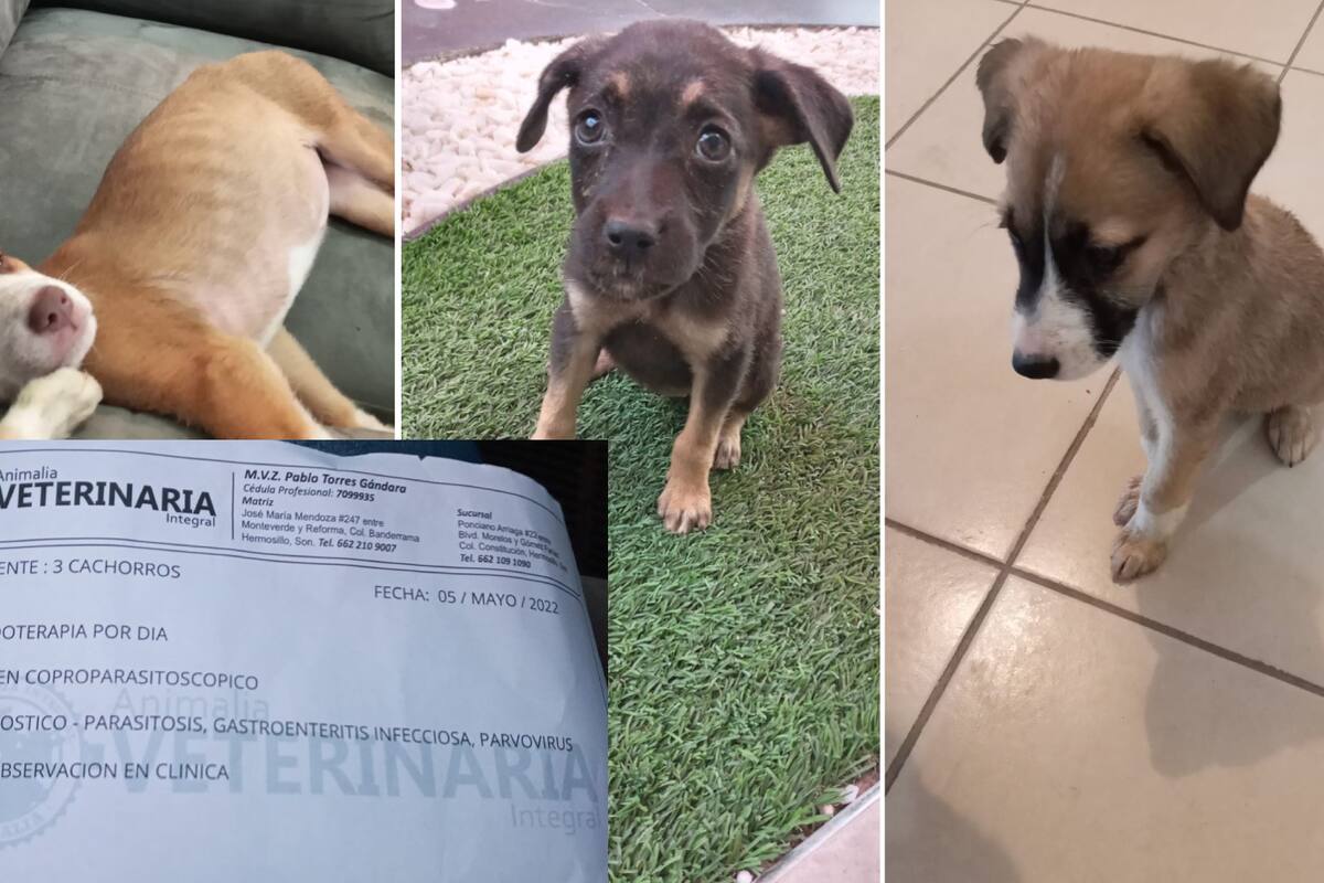 Denuncian ante Fiscalía a adoptante de tres perritos por pésimo cuidado; buscan cubrir gastos veterinarios