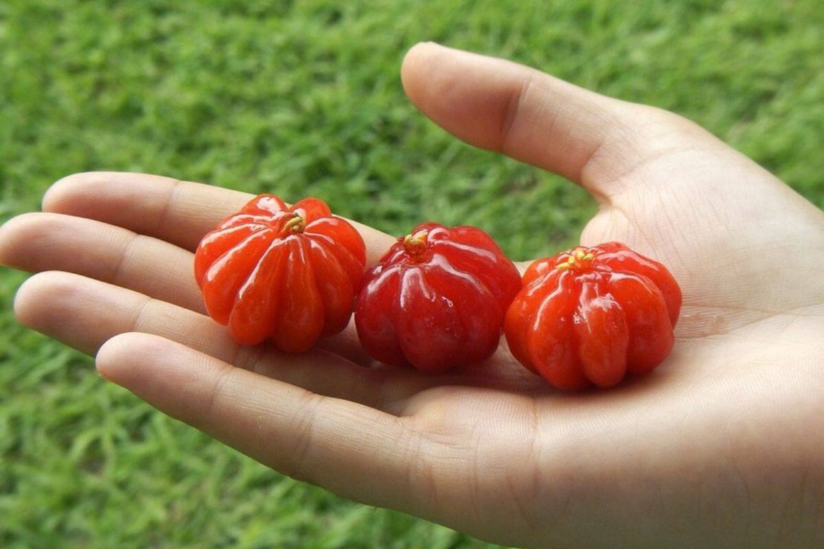 Pitanga, la joya escarlata de Sudamérica que conquista paladares y nutre la salud