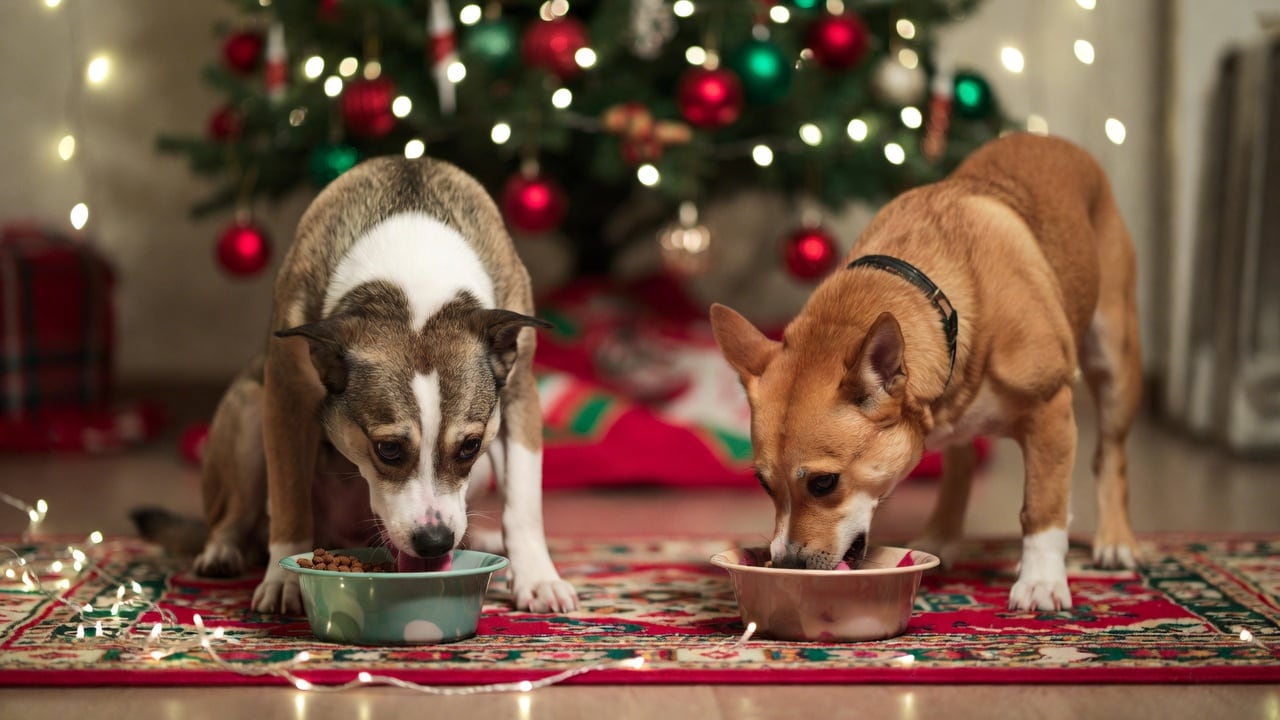 ¿Qué pueden comer los perros en Navidad y Año Nuevo? | Foto: Grok