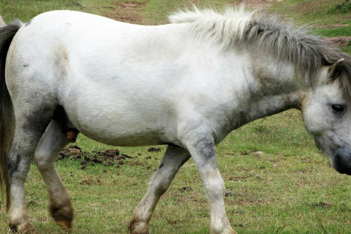Madre entrega poni de su hija a un Zoo en Dinamarca que se viralizó tras pedir donaciones de animales para alimentar a sus depredadores