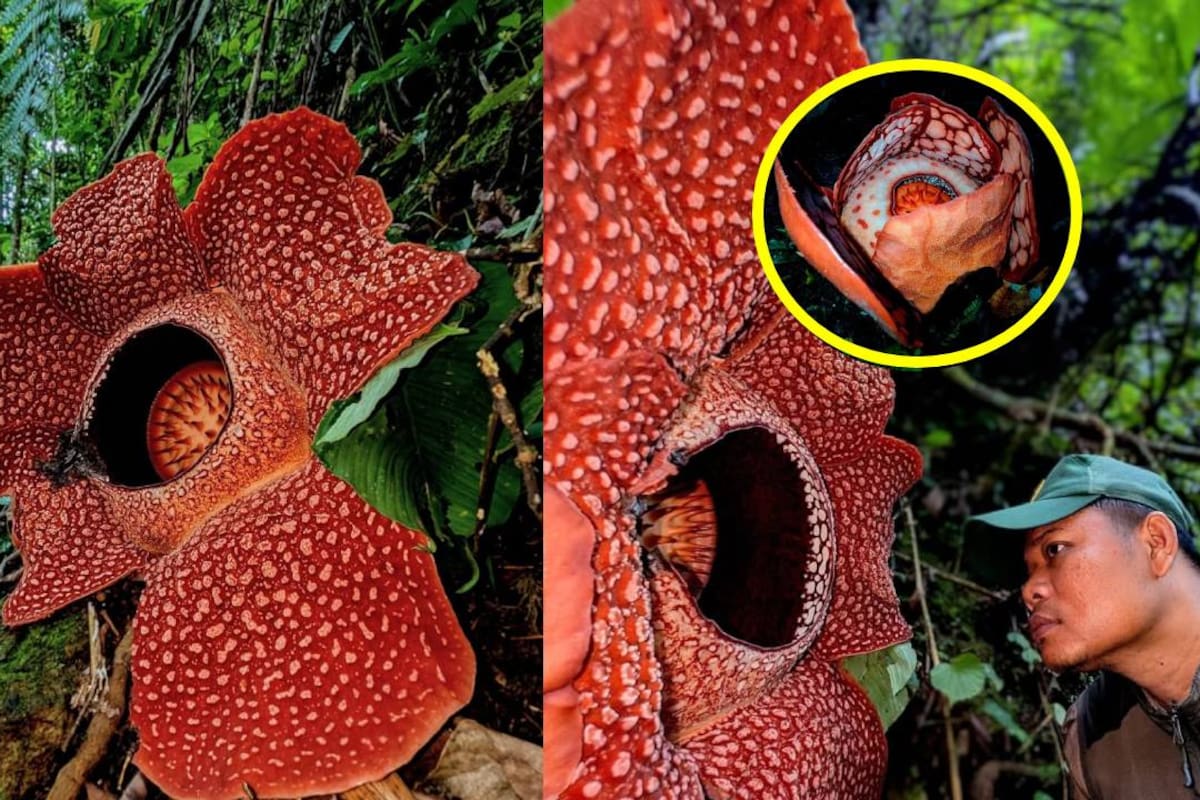 Hallan en Sumatra una flor gigante y rarísima con olor a carne podrida tras 13 años de búsqueda