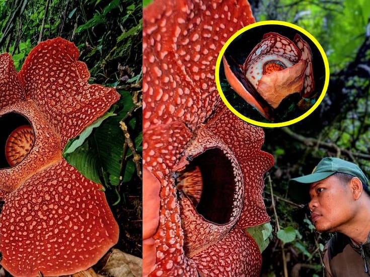 Hallan en Sumatra una flor gigante y rarísima con olor a carne podrida tras 13 años de búsqueda