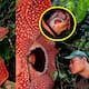 Hallan en Sumatra una flor gigante y rarísima con olor a carne podrida tras 13 años de búsqueda