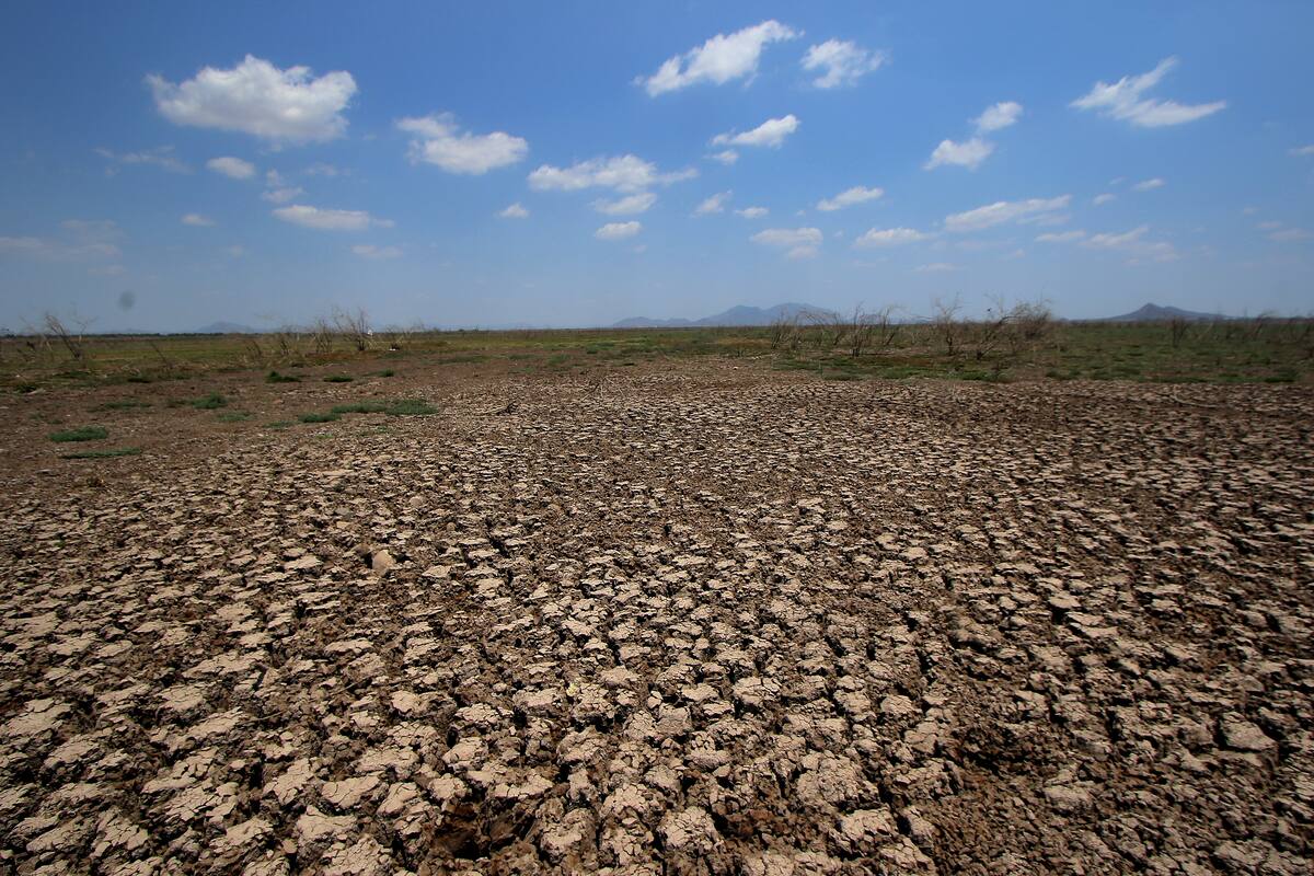 Les “pega” la sequía a guarijíos