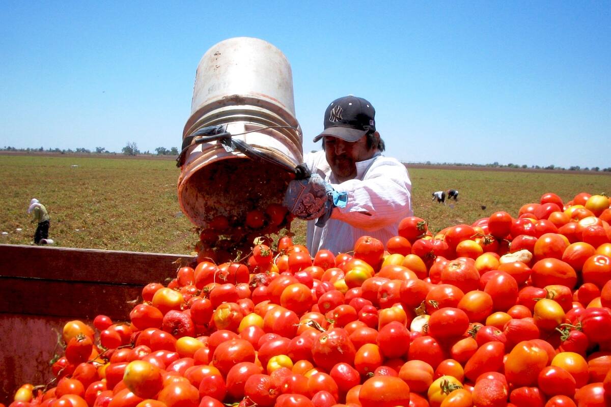 Arancel al tomate mexicano: Productores y autoridades buscan la eliminación del 20.91% en la exportación