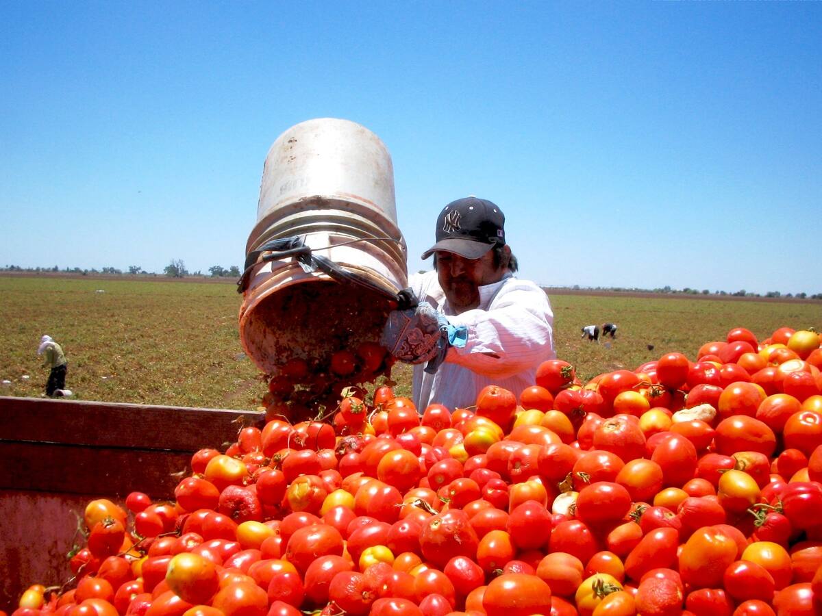 El tomate sonorense no sufriría afectación inmediata de entrar los aranceles en julio. FOTO: BANCO DIGITAL