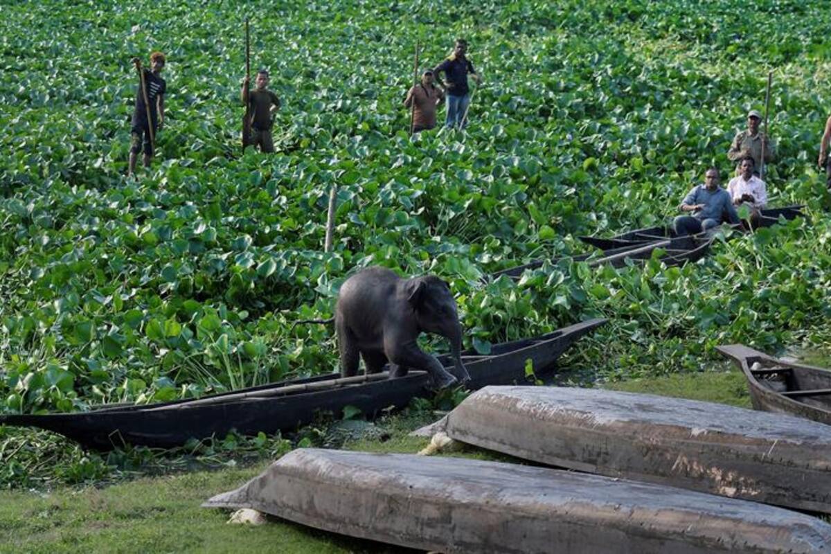 Intento de rescate a una cría de elefante en India
