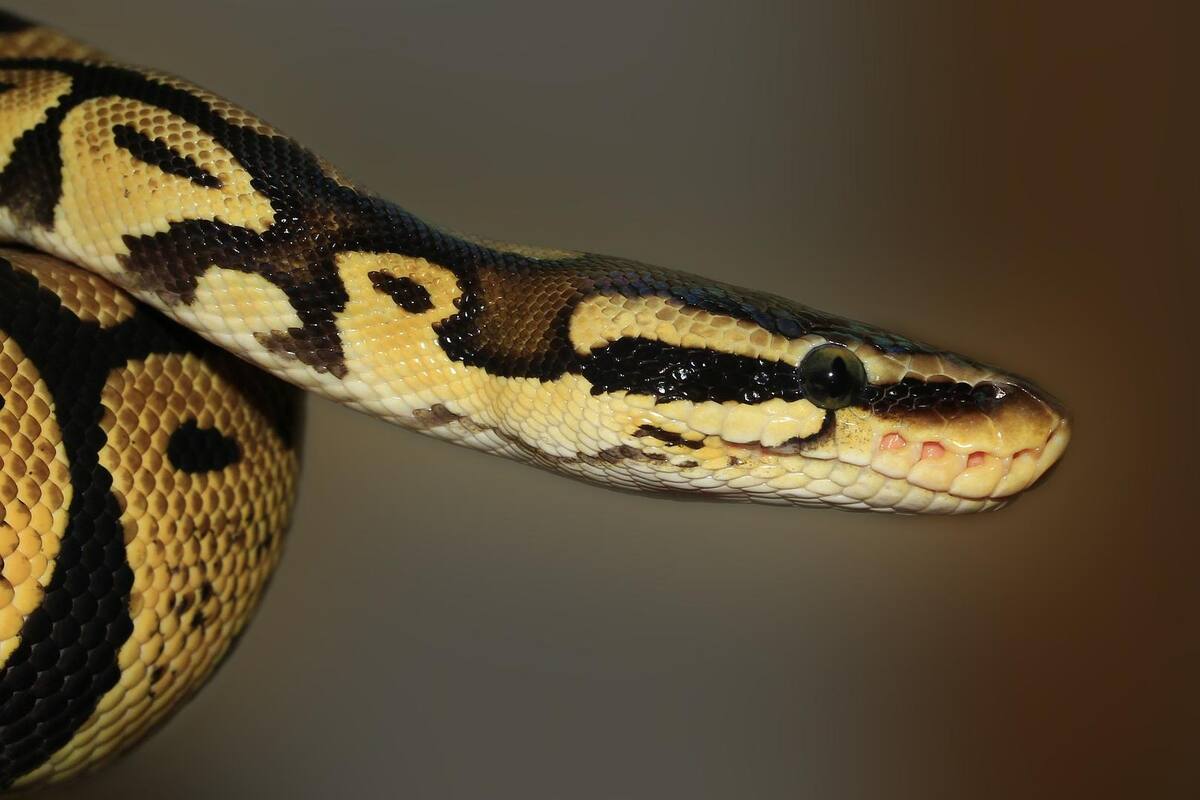 Serpiente muerde la cara de una cantante durante grabación de un videoclip