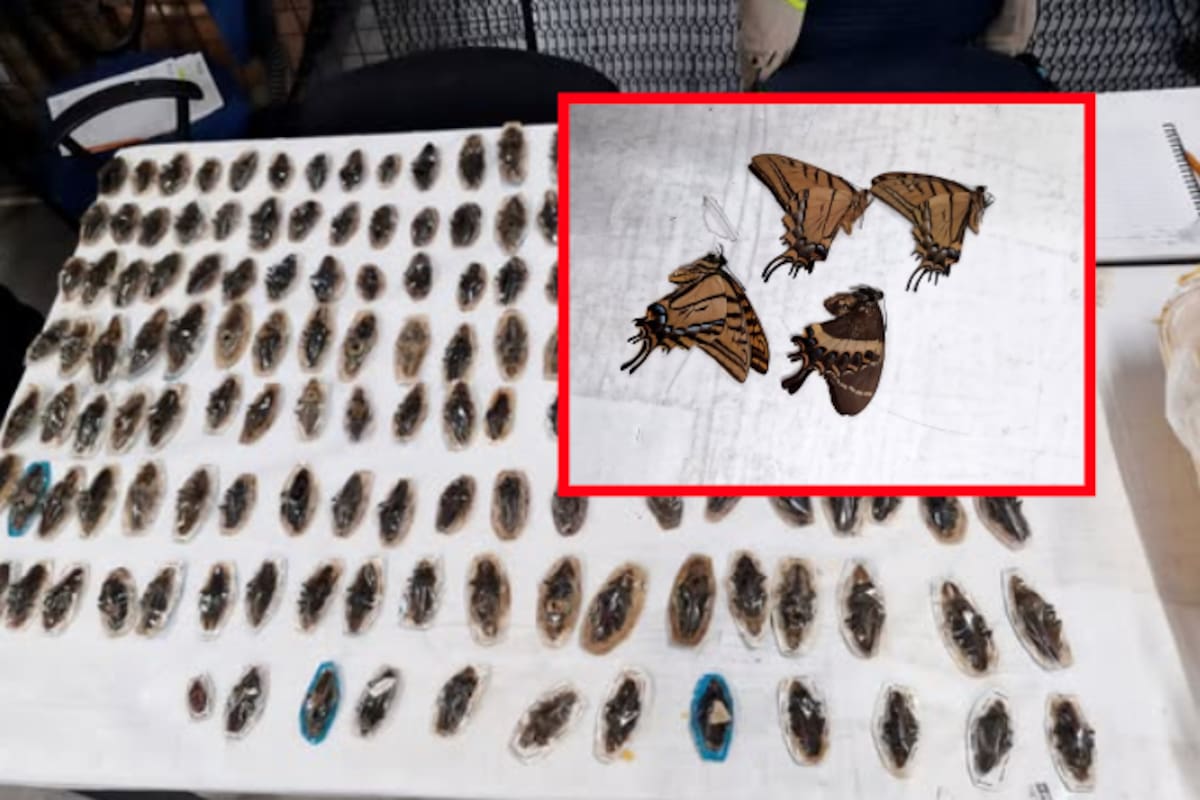 Aseguran 188 insectos que serían enviados ilegalmente a Corea del Sur y España desde el AICM